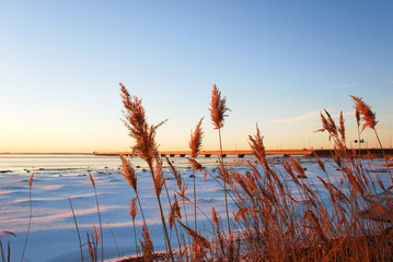 Fluffy reed flowers in front of the Oland Bridge in Sweden © Birgitta
