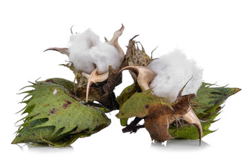 Cotton boll isolated on white