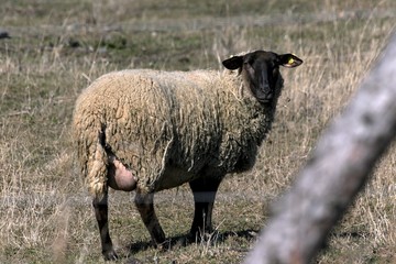 Young sheep graze in a meadow in spring