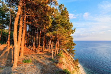 Beautiful scenic landscape of pine tree wood on sea coast cliff at sunset. Seaside scenery with blue sky © Wilding