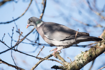 Common Wood Pigeon, Wood Pigeon, Columba palumbus 