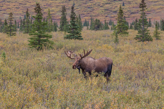 Fototapeta Alaska Yukon Bull Moose in Velvet