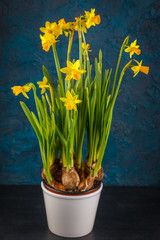 Yellow miniature daffodils