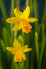 Fototapeta premium Yellow miniature daffodils