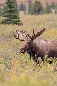Fototapeta Alaska Yukon Bull Moose in Velvet