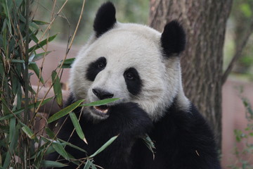 Obraz na płótnie Canvas Panda in Chengdu Panda base