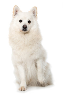 Hund hebt die Pfote
