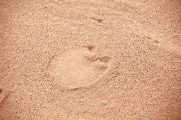 orma di dromedario sulla sabbia