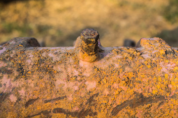 Old rusty gears and cogs