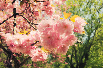 Fototapeta premium Branch of sakura blossom in vintage style background