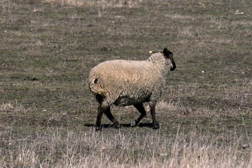 Young sheep graze in a meadow in spring
