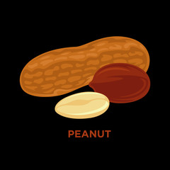 Vector illustration set of peanuts isolated
