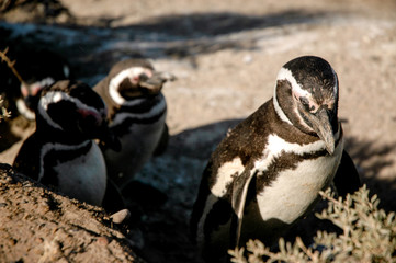 Penguins in Peninsula Valdes