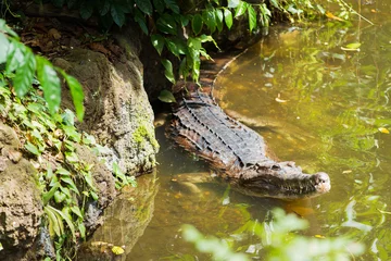 Crédence de cuisine en verre imprimé Crocodile The false gharial (Tomistoma schlegelii ), also known as Malayan gharial, Sunda gharial and Tomistoma. Big crocodile in water.