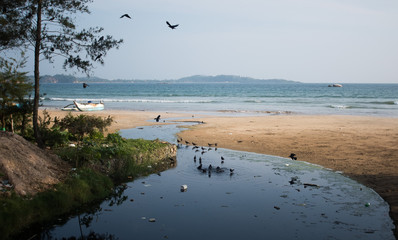Poor asian village with pollution problem and crows. Plastic bottles, bags and sewerage dropped...