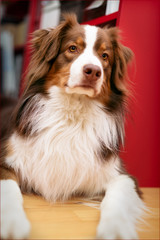 Hund Australian Shepherd auf Fussboden liegend frontal fotografiert