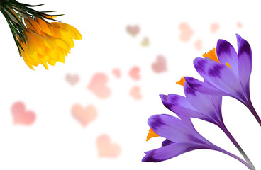Beautiful purple and yellow crocuses on white background with pink hearts