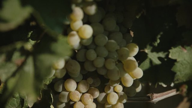 Grapes hanging of the vineyard.