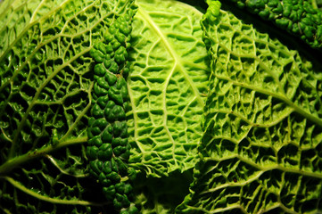 Obraz premium savoy cabbage