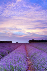 Fototapeta na wymiar Provence lavender sunset