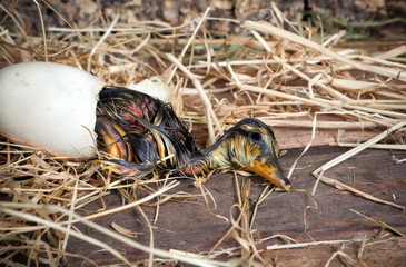 Duckling almost born