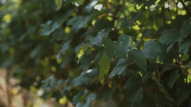 grape plants at vineyard waving at wind at sunny spring day; no people;