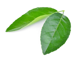 Obraz premium Lemon leaves isolated on white