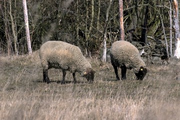 Young sheep graze in a meadow in spring