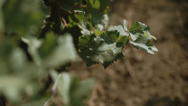 grape plants at vineyard waving at wind at sunny spring day; no people;