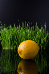 Vegetables on the black background with fresh green grass