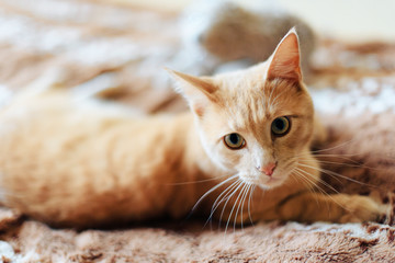 lying ginger cat
