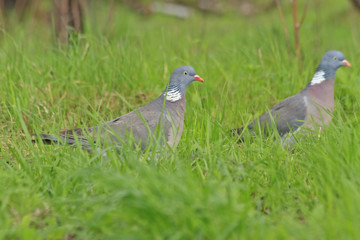 pair wood pigeon in spring grass