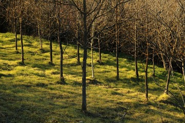 Walnuts Trees in tuscany, Italy