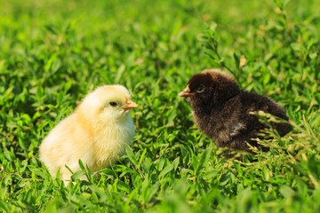 thoroughbred chickens black and white