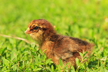 brown thoroughbred chicken