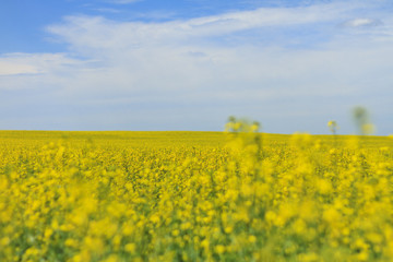 Fototapeta premium Field where growing alternative fuel