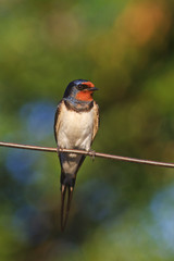 Swallow sitting on metal wire