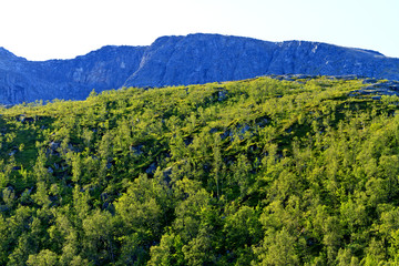 Scandinavian mountains and the green forest