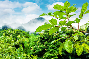 Leaf and branch on hill mountain