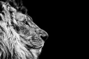 Zelfklevend Fotobehang Portret van een mooie leeuw, kat in profiel, leeuw in het donker © Baranov