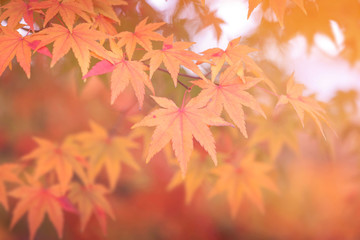 Fototapeta na wymiar Autumn backgrounds [Soft focus]