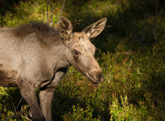 Naklejka na ściany i meble Moose or European elk Alces alces young calf in bilberry forest