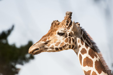 Girafe