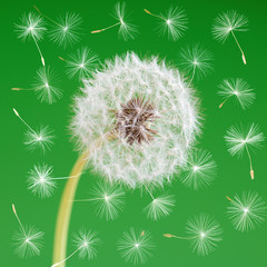 Obraz premium Dandelion flower with flying seeds on green background. One object isolated. Spring concept.