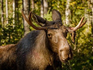 Naklejka na ściany i meble European elk or moose Alces alces bull with velvet antlers