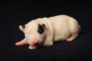 Bull Terrier puppy, 10 days old, lying over black background