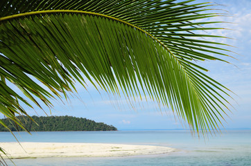 palm leaf and tropical seascape