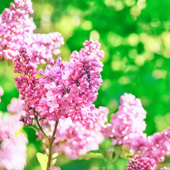 beautiful blossom branch delicate lilac on a natural green background of the garden. Sunny spring day.
