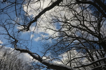 The beginning of spring in the forest. Russia