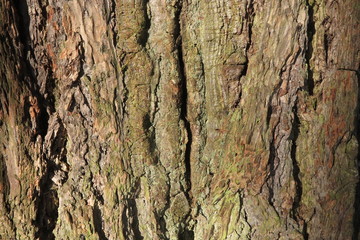 Bark of tree Pine